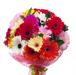 19 Gerberas