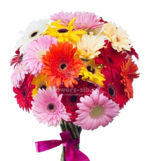 21 Gerberas